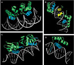 Introduction to Protein&ndash;DNA Interactions figure:4 thumbnail image