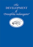 The Development of Drosophila melanogaster