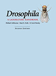 Drosophila: A Laboratory Handbook, Second Edition